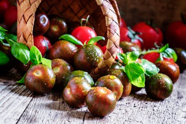 tomater i drivhus black cherry tomater i drivhus black cherry